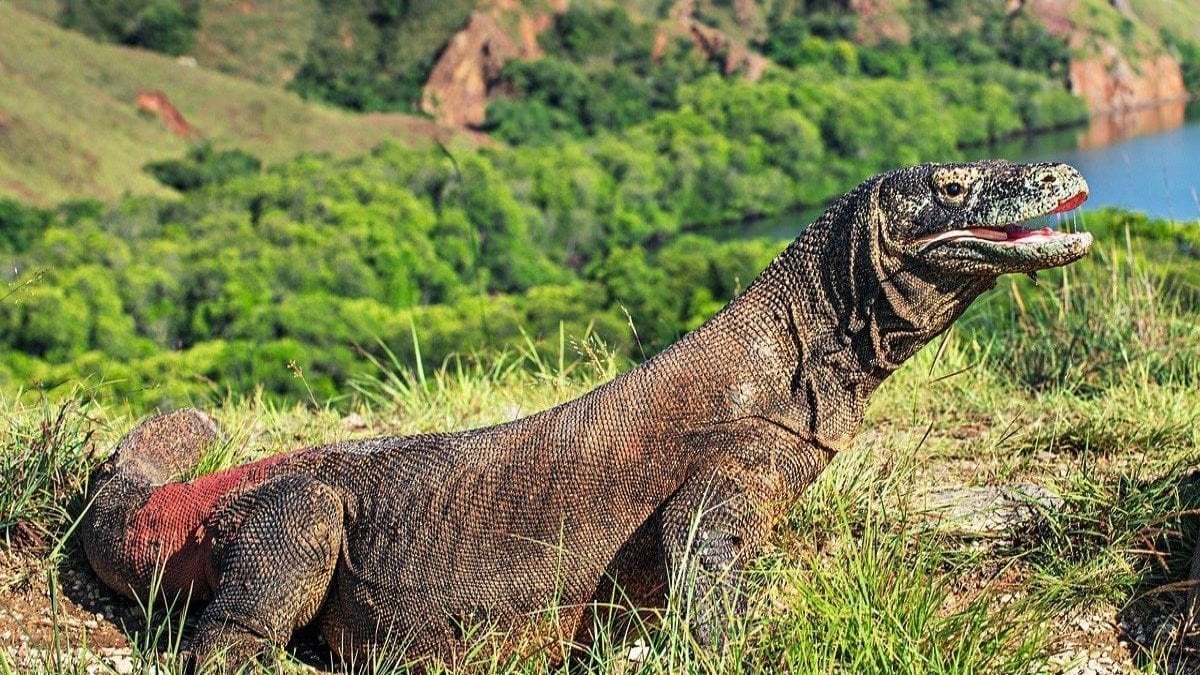 Bilim insanları keşfetti: Komodo ejderlerinin dişlerinin ucu demirden tabakayla kaplı